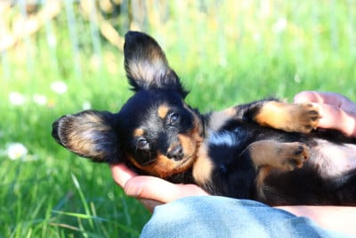 Les chiots de Russkiy Toy (Petit Chien Russe)