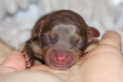 Les chiots de Russkiy Toy (Petit Chien Russe)