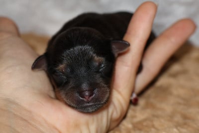 Les chiots de Russkiy Toy (Petit Chien Russe)