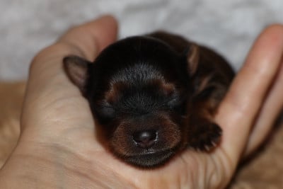 Les chiots de Russkiy Toy (Petit Chien Russe)