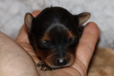 Les chiots de Russkiy Toy (Petit Chien Russe)