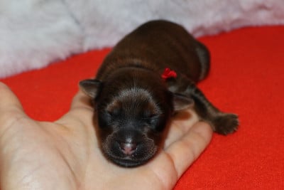 Blake - Russkiy Toy (Petit Chien Russe)