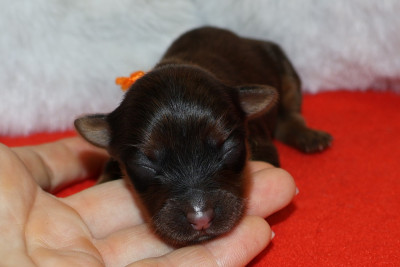 Bulby - Russkiy Toy (Petit Chien Russe)