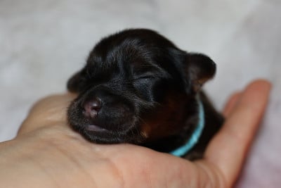 Russkiy Toy (Petit Chien Russe)