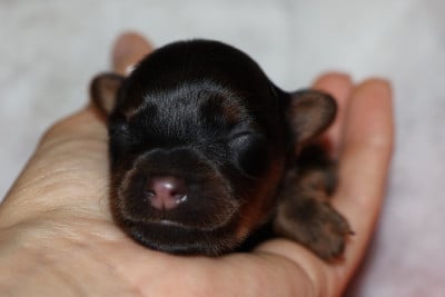 Boreas - Russkiy Toy (Petit Chien Russe)