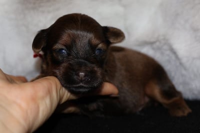 Les chiots de Russkiy Toy (Petit Chien Russe)