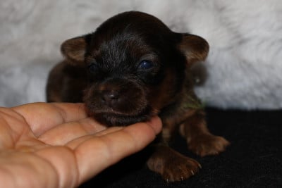 Les chiots de Russkiy Toy (Petit Chien Russe)
