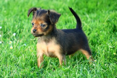 Les chiots de Russkiy Toy (Petit Chien Russe)