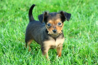 Les chiots de Russkiy Toy (Petit Chien Russe)