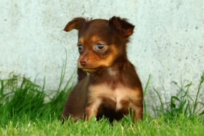 Les chiots de Russkiy Toy (Petit Chien Russe)