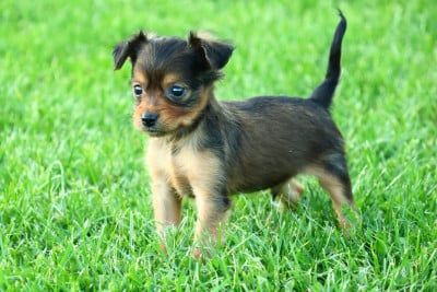 Les chiots de Russkiy Toy (Petit Chien Russe)