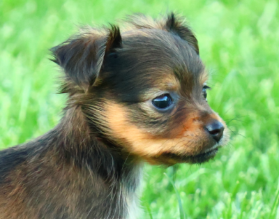 Les chiots de Russkiy Toy (Petit Chien Russe)