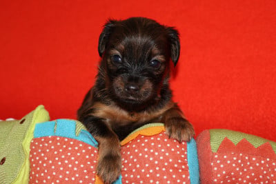 Les chiots de Russkiy Toy (Petit Chien Russe)