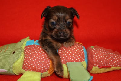 Les chiots de Russkiy Toy (Petit Chien Russe)