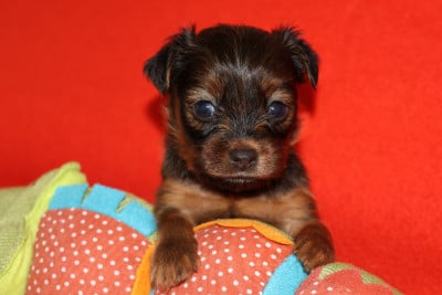Les chiots de Russkiy Toy (Petit Chien Russe)