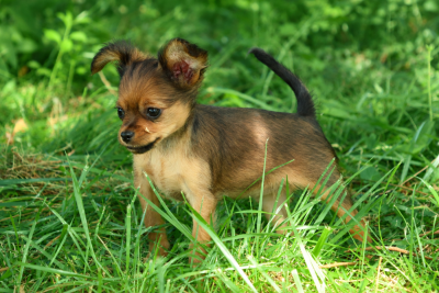 Les chiots de Russkiy Toy (Petit Chien Russe)