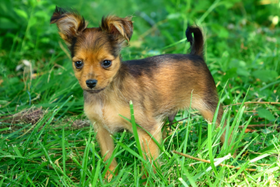 Les chiots de Russkiy Toy (Petit Chien Russe)