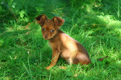 Les chiots de Russkiy Toy (Petit Chien Russe)
