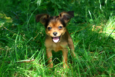 Les chiots de Russkiy Toy (Petit Chien Russe)