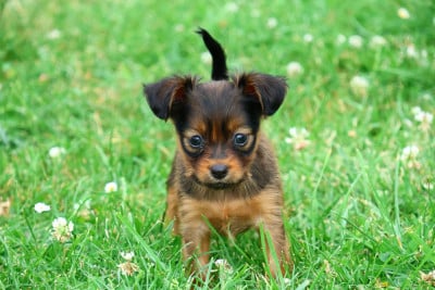 Les chiots de Russkiy Toy (Petit Chien Russe)