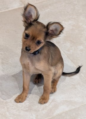 Les chiots de Russkiy Toy (Petit Chien Russe)