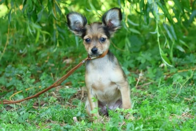 Les chiots de Russkiy Toy (Petit Chien Russe)