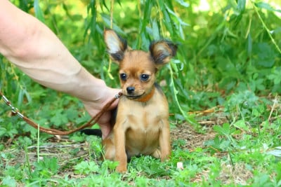 Les chiots de Russkiy Toy (Petit Chien Russe)