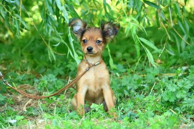 Les chiots de Russkiy Toy (Petit Chien Russe)