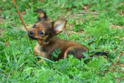 Les chiots de Russkiy Toy (Petit Chien Russe)