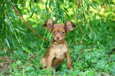 Les chiots de Russkiy Toy (Petit Chien Russe)
