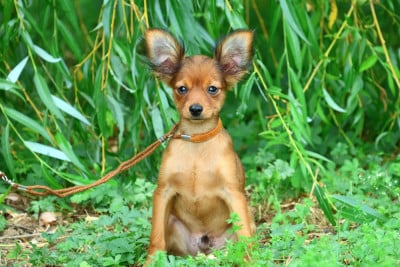 Les chiots de Russkiy Toy (Petit Chien Russe)