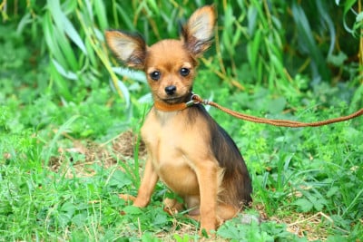 Les chiots de Russkiy Toy (Petit Chien Russe)
