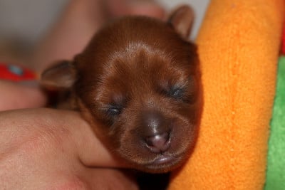 Les chiots de Russkiy Toy (Petit Chien Russe)