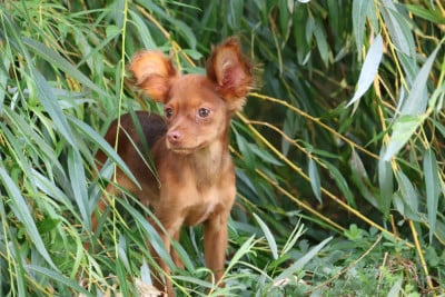 Les chiots de Russkiy Toy (Petit Chien Russe)