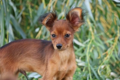 Les chiots de Russkiy Toy (Petit Chien Russe)