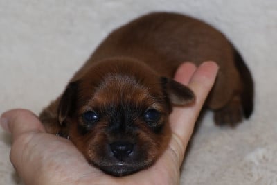Les chiots de Russkiy Toy (Petit Chien Russe)