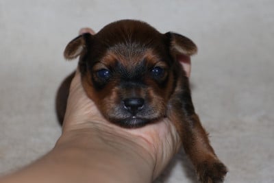 Berok - Russkiy Toy (Petit Chien Russe)