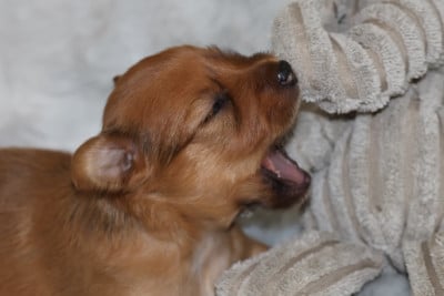 Les chiots de Russkiy Toy (Petit Chien Russe)