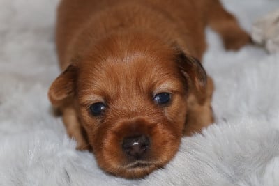 Les chiots de Russkiy Toy (Petit Chien Russe)