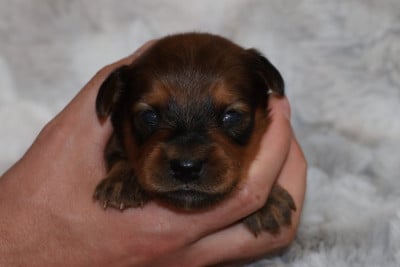 Bran - Russkiy Toy (Petit Chien Russe)
