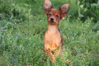 Les chiots de Russkiy Toy (Petit Chien Russe)