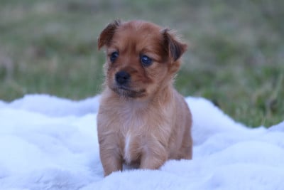 Les chiots de Russkiy Toy (Petit Chien Russe)
