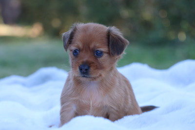 Les chiots de Russkiy Toy (Petit Chien Russe)