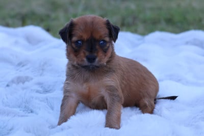 Les chiots de Russkiy Toy (Petit Chien Russe)