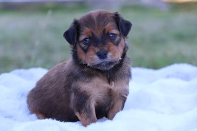 Les chiots de Russkiy Toy (Petit Chien Russe)