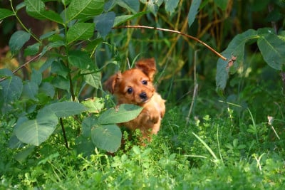 Les chiots de Russkiy Toy (Petit Chien Russe)