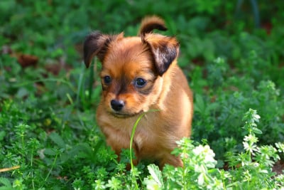 Les chiots de Russkiy Toy (Petit Chien Russe)