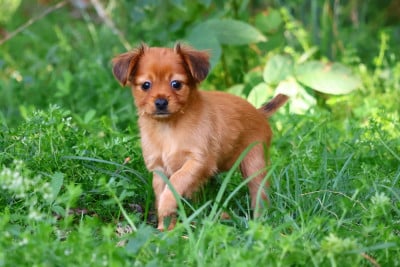 Les chiots de Russkiy Toy (Petit Chien Russe)