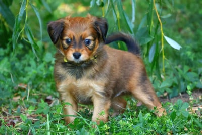 Les chiots de Russkiy Toy (Petit Chien Russe)