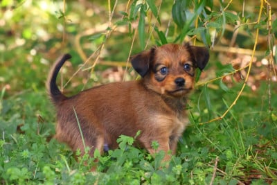Les chiots de Russkiy Toy (Petit Chien Russe)